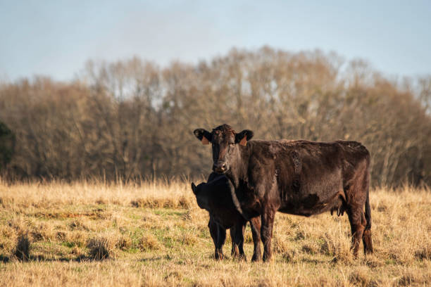 istock Commercial Angus cow-calf pair w neg space 1394881824