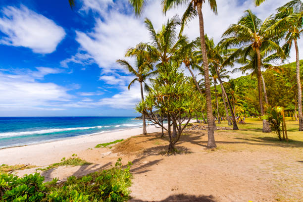 кокосовое, песчаное и голубое небо на пляже гранд-аньсе, остров реюньон - reunion стоковые фото и изображения