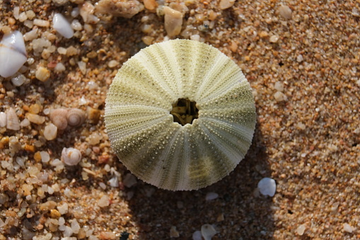 A perfectly round, intricately decorated shell of a little sea creature