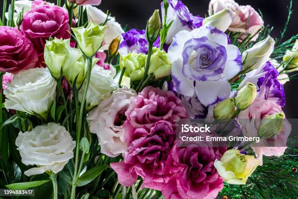 Multicolor Prairie Gentian Lisianthus Eustoma Flowers Bouquet Closeup Stock Photo - Download Image Now