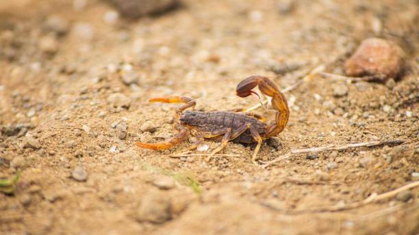 istock Scorpion-Hottentotta tamulus 1394883640
