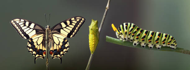 istock Transformation of common machaon butterfly emerging from cocoon isolated 1394884322