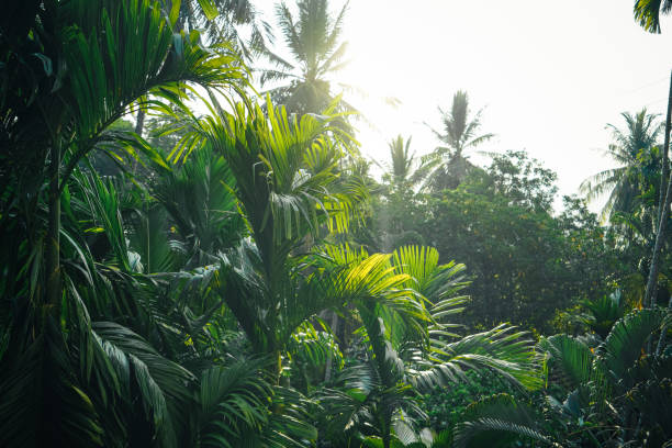 istock tropical leaves and trees background 1394887940