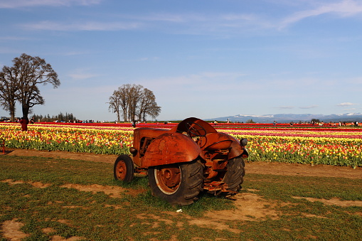 Farmer parked an old tractor in the tulip garden