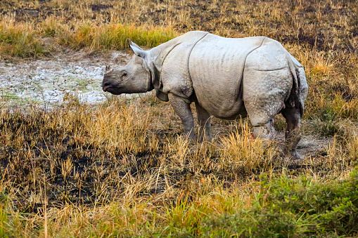 Large Male White Rhino, Rhinoceros at sunset, wildlife photography whilst on safari in the Tswalu Kalahari Reserve in South Africa