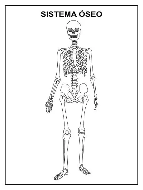 Skeleton System Image Without Labelling Unlabeled Human Skeleton Diagram Unlabeled Human Skeleton Diagram