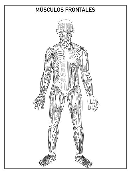 Ilustración de Diagrama De Los Músculos Frontales Del Cuerpo Humano En Blanco Y Negro Sin Nombres Sobre Fondo Blanco Ideal Para El Aprendizaje Y La Escuela y más Vectores Libres de Derechos Ilustración de Diagrama De Los Músculos Frontales Del Cuerpo Humano En Blanco Y Negro Sin Nombres Sobre Fondo Blanco Ideal Para El Aprendizaje Y La Escuela y más Vectores Libres de Derechos