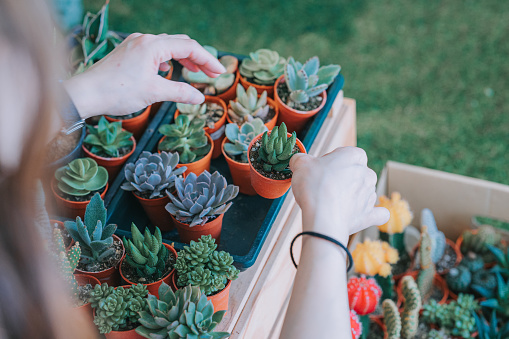 Asian Chinese female florist arranging cactus pot outside of her flower shop getting ready to open shop