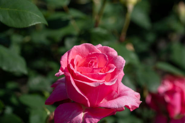 istock Flower of May, Rose and Azalea 1394892367