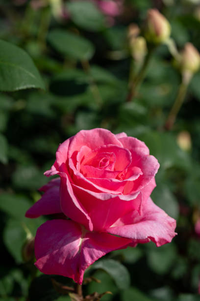 istock Flower of May, Rose and Azalea 1394892369