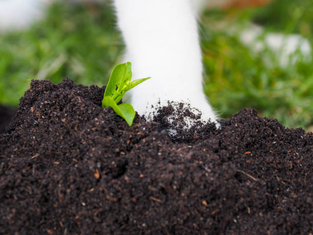 istock A cat who steps on the ground with young seedlings 1394892385