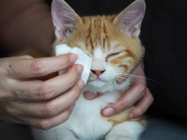 istock Wipe the cat, clean the cat 1394892400