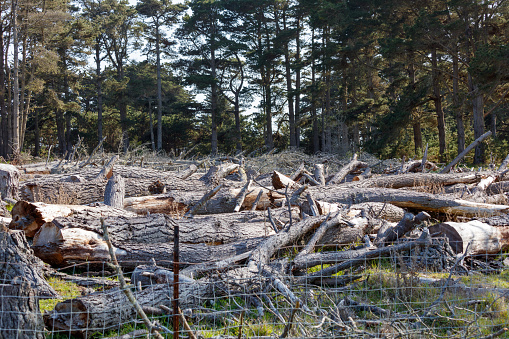 Cut trees in field. Lumber in northern California
