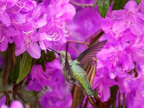 A hummingbird feeding on a flowers. Is flying in the pink Rhododendron bush. In the Willamette Valley of Oregon. Has a soft, defocused background. Edited.