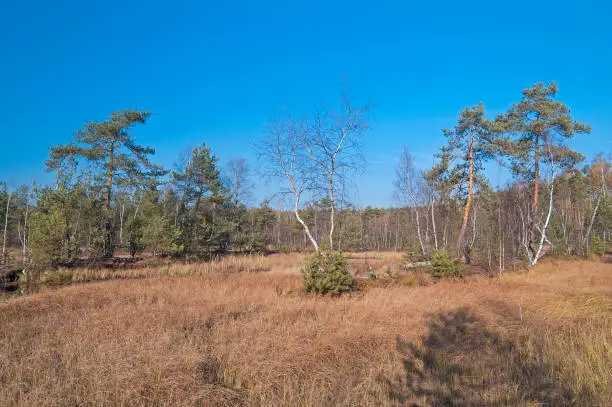 Pines on a peat bog. Sunny day at the end of October