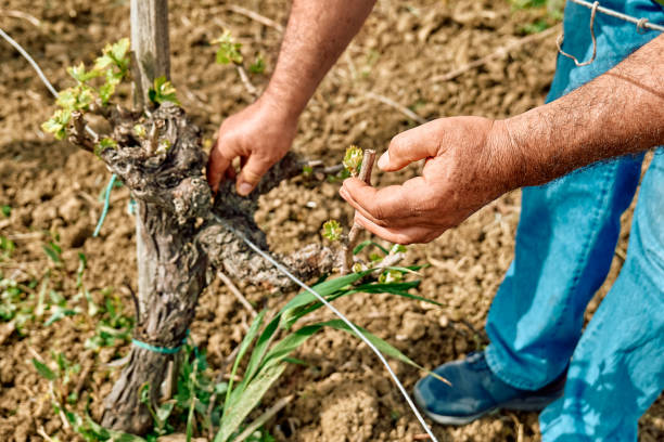 istock Grape vine with little green leaves on a grape vine in the spring vineyard. Farmer arranges a vine growing in a vineyard. 1394896715