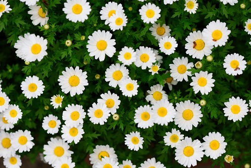 Overhead shot of white daisy.
