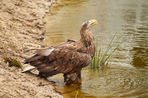 ein seeadler trinkt im wasser. wassertröpfchen treten aus dem schnabel aus. reflexion im see. detaillierte, gelbe schnabelbraune federn, tierthemen - nature animal themes wildlife outdoors stock-fotos und bilder