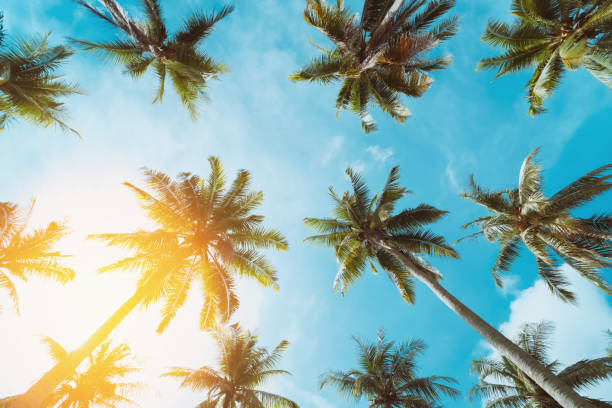 istock Tropical palm tree with sun light on sunset sky and cloud abstract background. Summer vacation and nature travel adventure concept. 1394902225