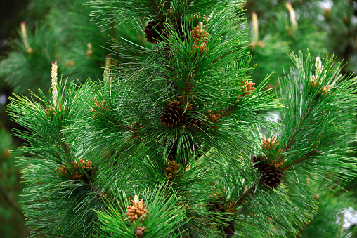 Large brown cone of Pitsunda pine with seeds and transparent  on white background. Seeds of Pitsunda pine Pinus brutia pityusa on background of centimeter ruler line.  There is place for text