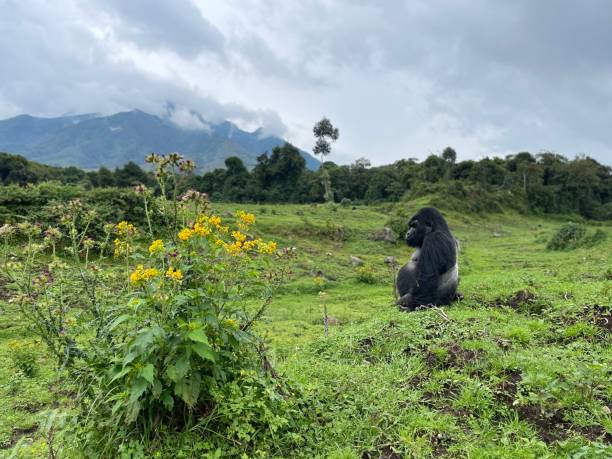 Silverback gorilla with sabyinyo volcano in background