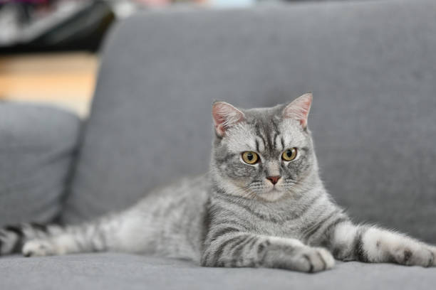 istock Tabby grey cat lying on a grey sofa in a living room with a grumpy and curious  looking, for pet and home concept. 1394903931