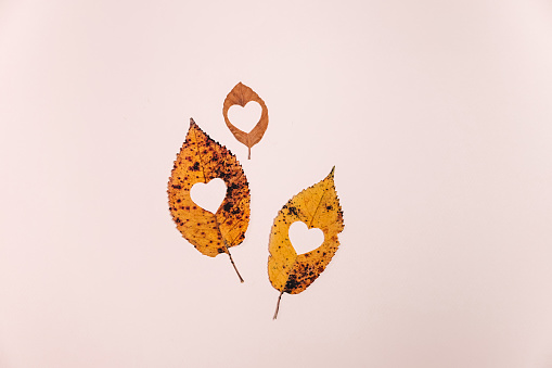 Flat lay composition. Three dried leaves with heart carved in middle on pink studio background wall for advertisement. Creative autumn, thanksgiving, fall, halloween concept. Top view, copy space
