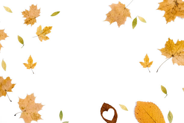 Autumn composition. Pattern made of dried various leaves, isolated on white studio background wall for advertisement. Autumn, fall, thanksgiving day concept. Flat lay, top view