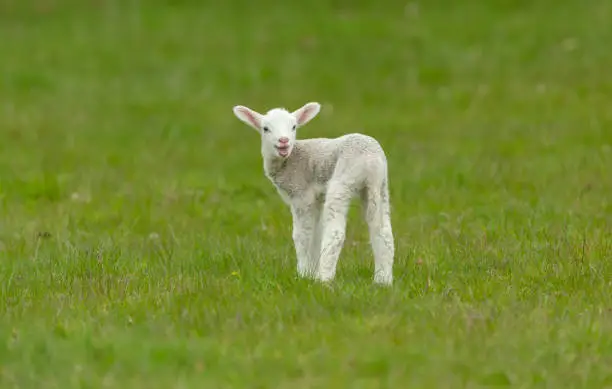 Close up of a cute, newborn lamb looking for her mum and bleating.  Stood in green meadow and looking backwards.  Clean background. Horizontal.  Copy space.