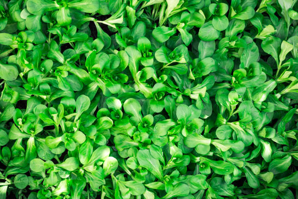 Full frame close up of wet fresh green lamb´s lettuce (valerianella) Valerianella locusta Full frame close up of wet fresh green lamb´s lettuce (valerianella) Valerianella locusta, corn salad corn salad stock pictures, royalty-free photos & images