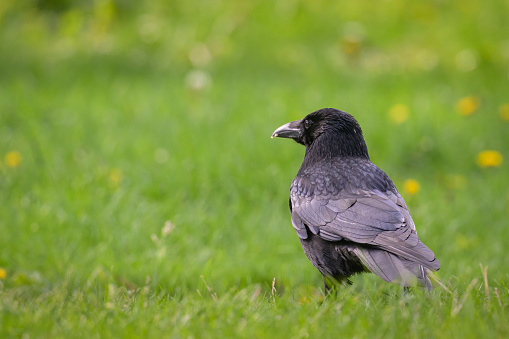 A carrion crow (Corvus corone) in a meadow on a sunny day in spring (Vienna, Austria)