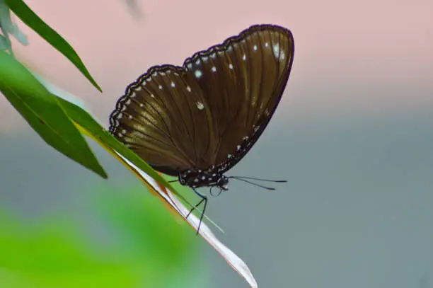 Close Up View Dark Brown Butterfly perched on leaf