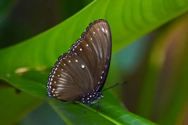 Macro View Dark Brown Butterfly perched among the leaves