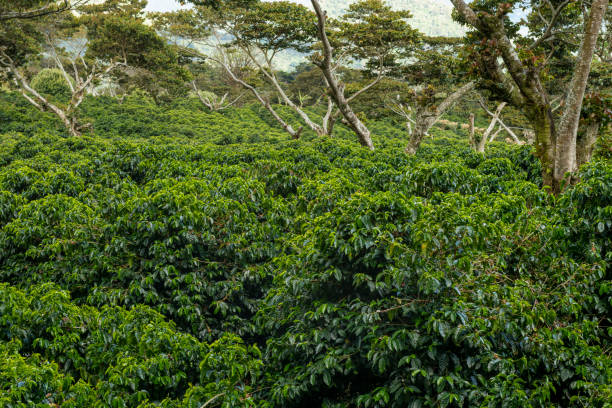 An organic coffee farm in the mountains of Panama ready for harvest. An organic coffee farm in the mountains of Panama, with red coffee cherries ready for harvest, Chiriqui highlands, Panama agroforestry stock pictures, royalty-free photos & images