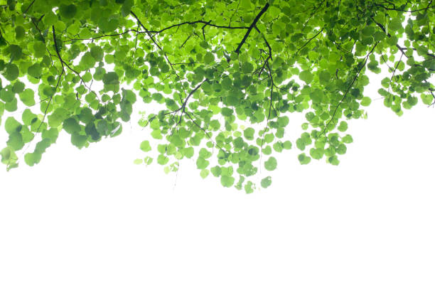 istock Green leaves border isolated on a white background 1394905492