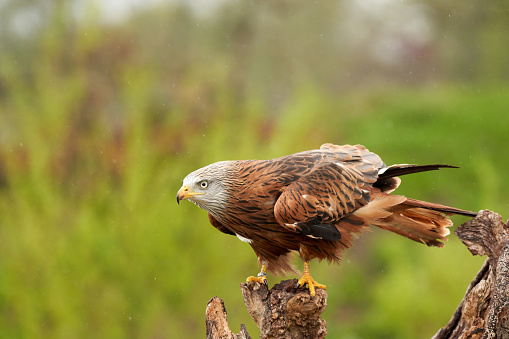A detailed portrait of Red kite, bird of prey. Land with outspread wings on a stump in the rain. Side view.