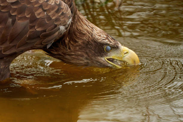 ein seeadler trinkt im wasser. nahaufnahme des vogelkopfes treten wassertröpfchen aus dem schnabel aus. detaillierte, gelbe schnabelbraune federn, tierthemen - nature animal themes wildlife outdoors stock-fotos und bilder