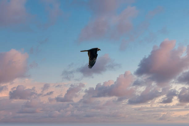 bussard im flug mit ausgestreckten flügeln, mit spektakulärem, dramatischem himmel. bunt, ein tier, hintergrund, tierthemen, sonnenuntergang - nature animal themes wildlife outdoors stock-fotos und bilder