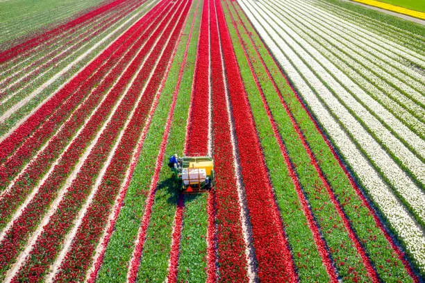 Photo of Cropping the flower heads for tulip