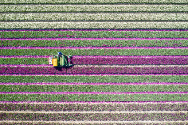 vista superior de um fazendeiro usando uma máquina especial para tirar as cabeças de tulipas em seus campos de tulipas mundialmente famosos perto de lisse, nos países baixos - flowerbed aerial - fotografias e filmes do acervo