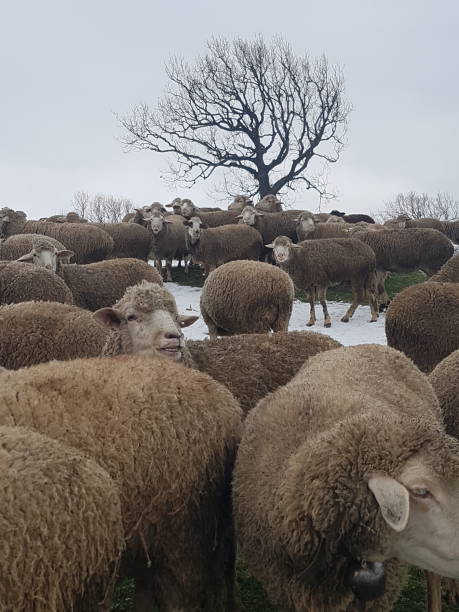 istock A flock of sheep 1394906869