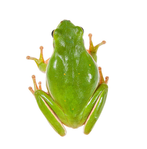 istock The American green tree frog (Hyla cinerea) 139490712