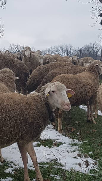 istock A flock of sheep 1394907371