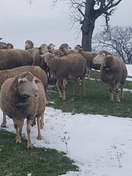 istock A flock of sheep 1394907374