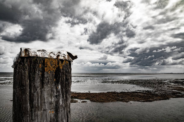 Wooden harbor bollard at Yerseke harbor