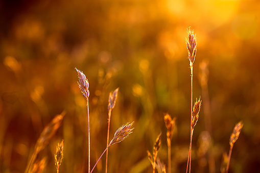 Wildflower in golden morning light - Close up