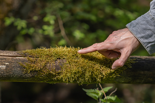 Unrecognizable man's hand pointing to tree moss, nature concept.