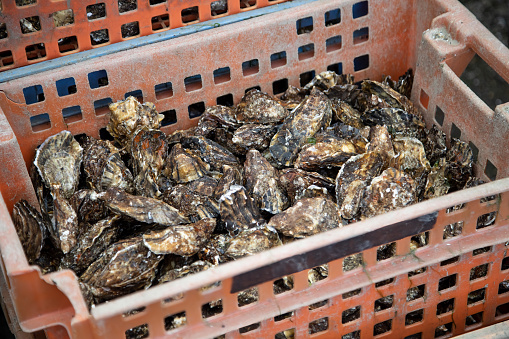 Oysters in crate at Yerseke