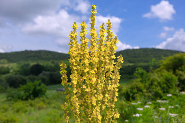 istock Late Spring to Early Summer Flowers 1394907702