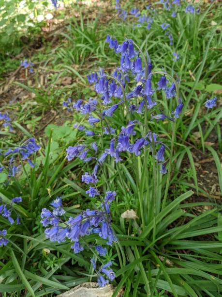 istock Bluebell Wood 19 1394907747